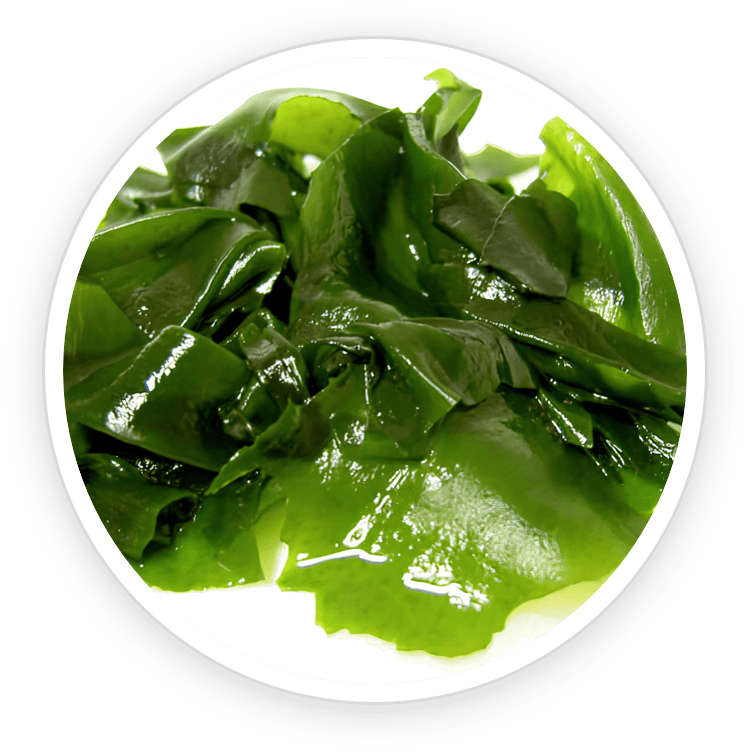 Prostadine is made of Wakame Extract