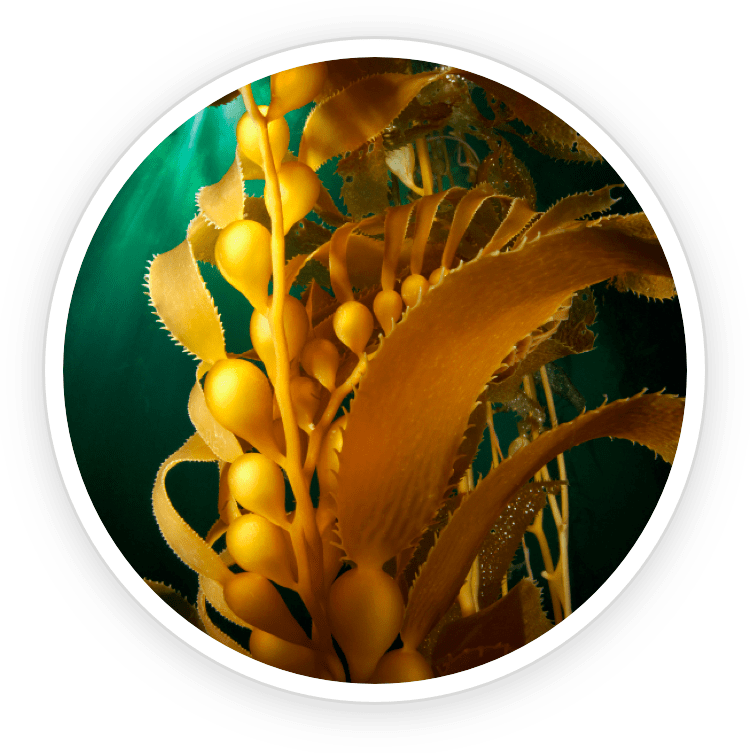 Prostadine is made of Kelp Powder