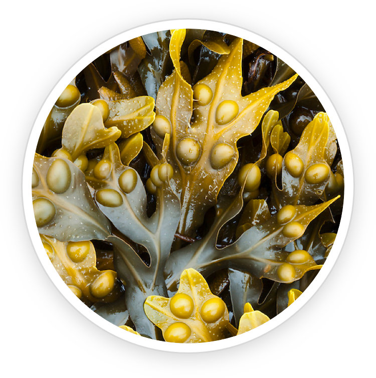 Prostadine is made of Bladderwrack Powder