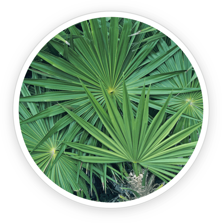 Prostadine is made of Saw Palmetto